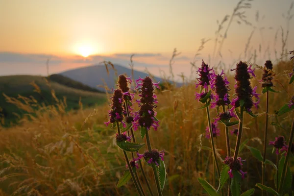 Fleurs sauvages au coucher du soleil — Photo
