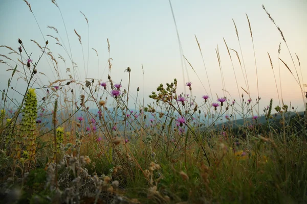 Mountain summer flowers — Stock Photo, Image