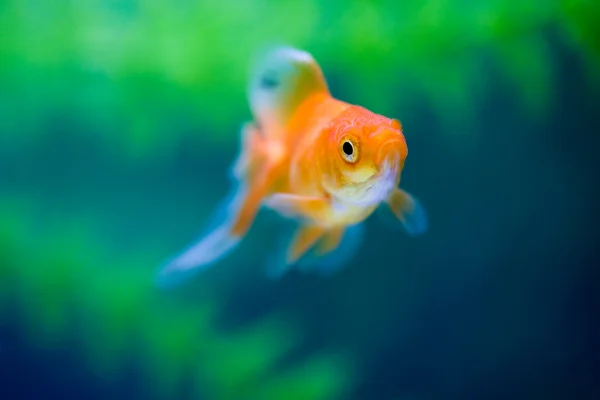 Peixe-dourado subaquático — Fotografia de Stock