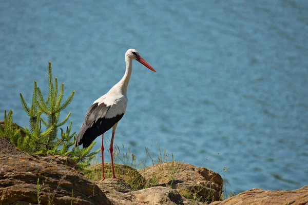 Storch an einer Seegrenze — Stockfoto