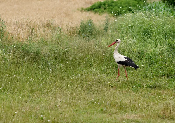 Storki en verano — Foto de Stock