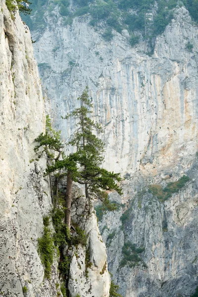 Pini su una roccia — Foto Stock