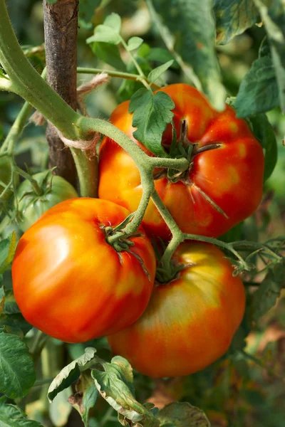 Большие спелые помидоры — стоковое фото