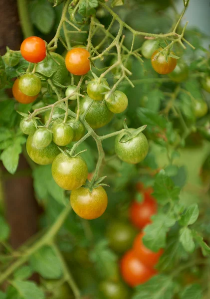 Черри-помидоры — стоковое фото