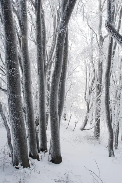 Forêt d'hiver gelée — Photo