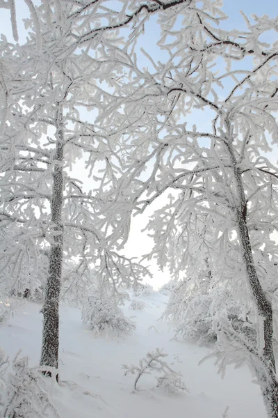 Árboles de Navidad congelados —  Fotos de Stock