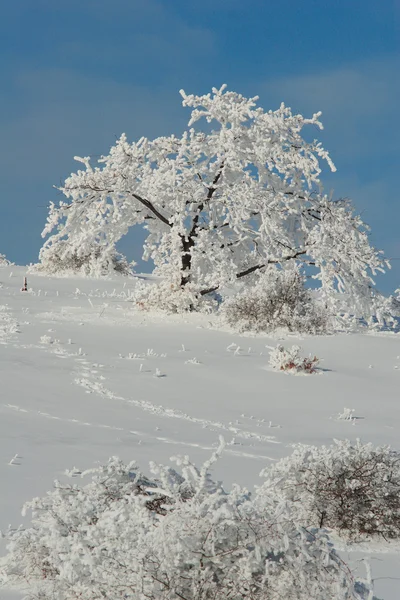 Zima chrismas drzewo pokryte śniegiem — Zdjęcie stockowe