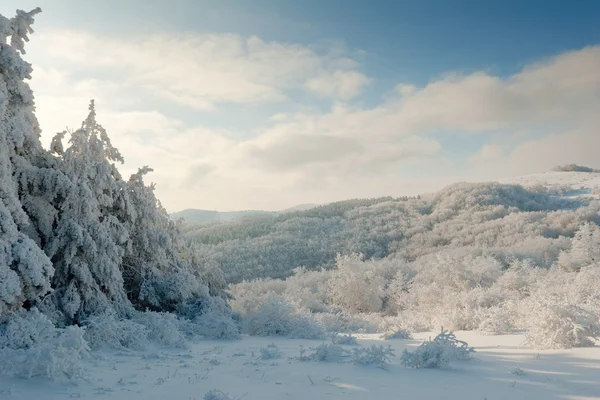 Paisaje de montaña de invierno con pinos congelados de Navidad —  Fotos de Stock