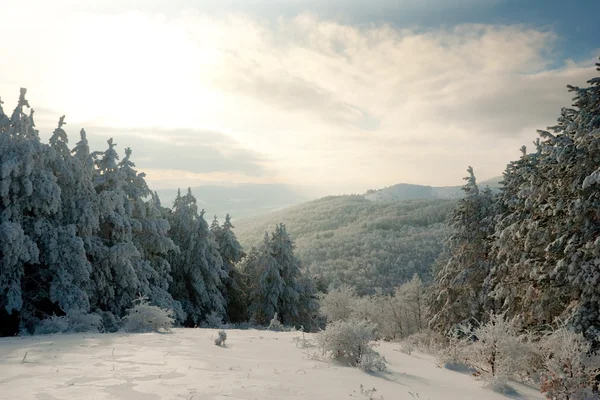 Dağ manzarası ile çam ağaçları dondurulmuş Noel kış — Stok fotoğraf