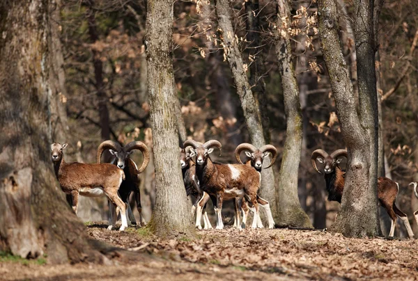 stock image Mouflons in forest