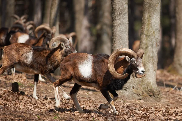 Mouflons in European forest — Stock Photo, Image