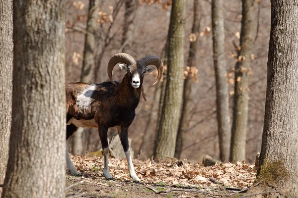 Mouflon male in oak forest — Stock Photo, Image