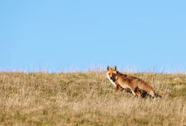 Άγρια αλεπού σε ορεινό πεδίο — Φωτογραφία Αρχείου