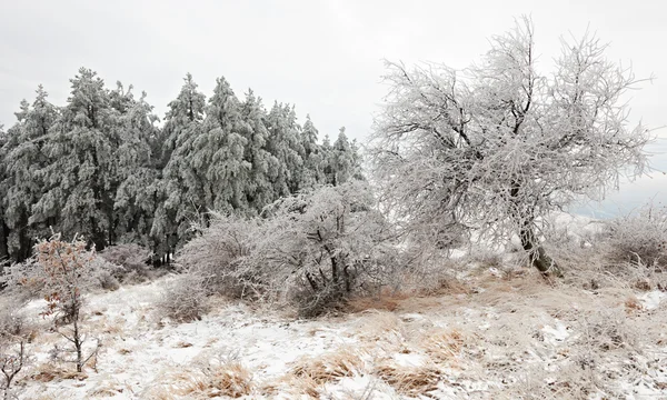 冬天在保加利亚山 — 图库照片