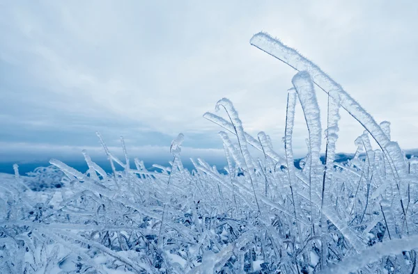 冰冻的冬草 — 图库照片