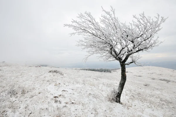 Copac singuratic iarna — Fotografie, imagine de stoc