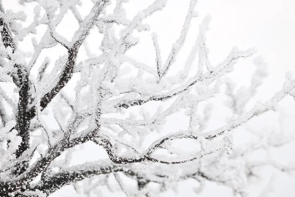 Замороженные ветви деревьев — стоковое фото