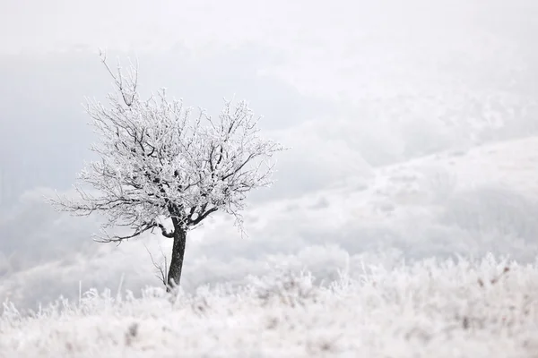 Árbol de invierno congelado —  Fotos de Stock