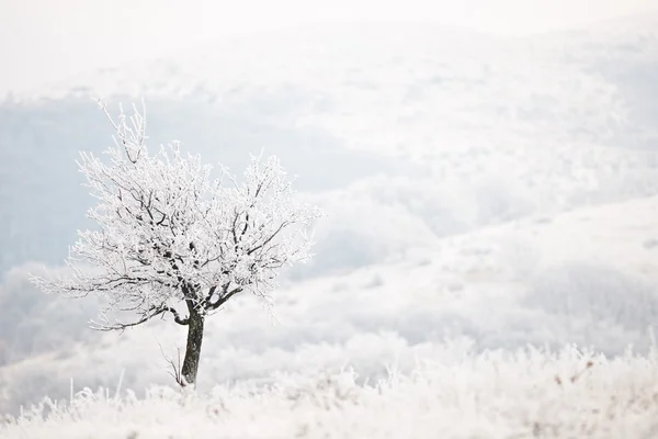 Árbol congelado en invierno frío —  Fotos de Stock