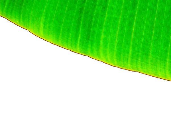 The banana leaf — Stock Photo, Image