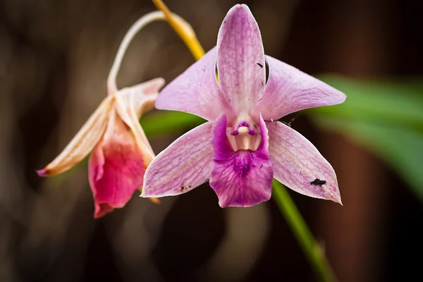 Orquídea phalaenopsis marchita — Foto de Stock
