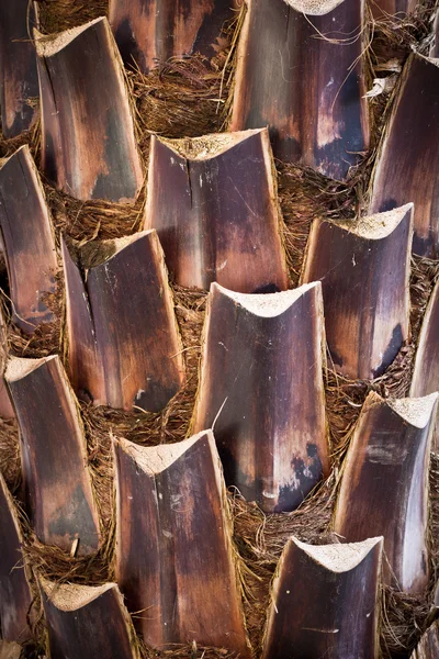 stock image Palm trunk