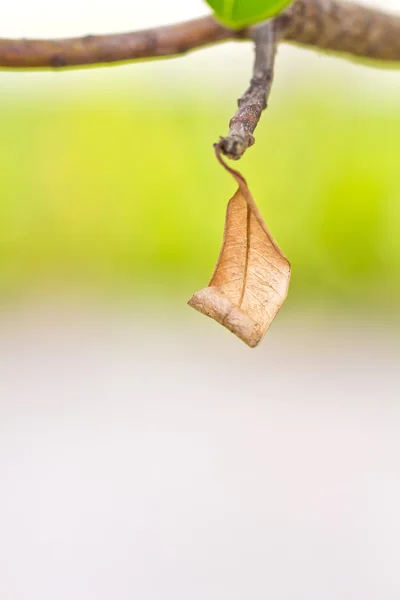 stock image Dry leaf