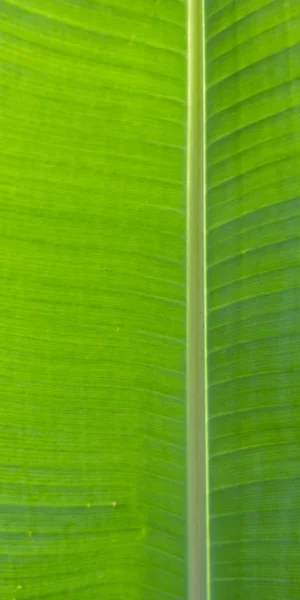 stock image Banana leaf