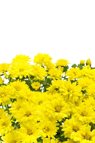 Stock image Isolated yellow flowers