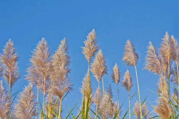 stock image Inflorescence of corn