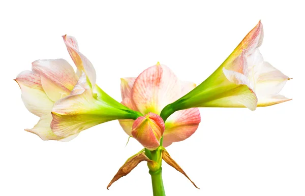 A photo of star lily isolated — Stock Photo, Image