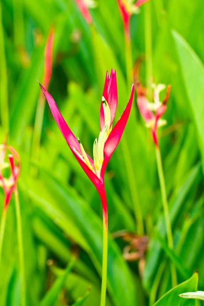 Paradijsvogel — Stockfoto