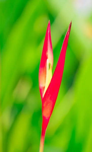 stock image Bird of paradise