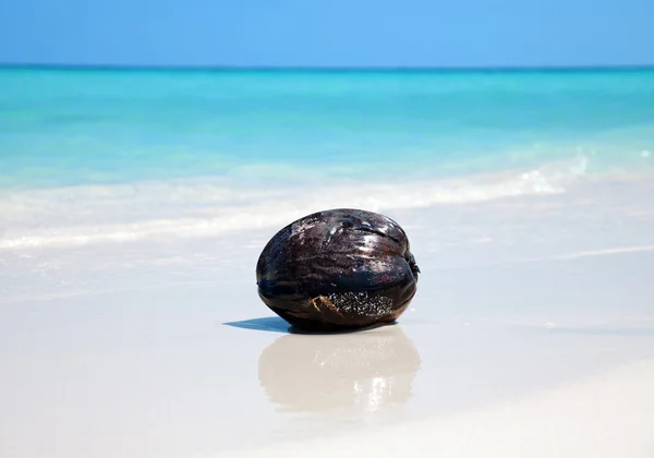 Nucă de cocos pe plajă — Fotografie, imagine de stoc