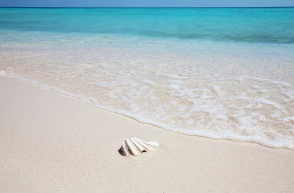 エキゾチックなビーチに mussell — ストック写真