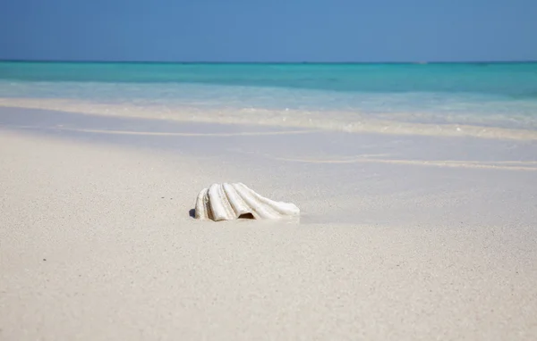 Mussell em uma praia exótica — Fotografia de Stock