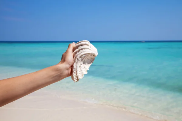 Sosteniendo un mussell en una playa exótica —  Fotos de Stock