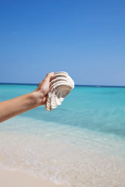 Mit einer Muschel an einem exotischen Strand — Stockfoto