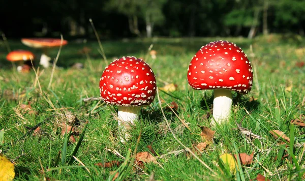 Stock image Toadstool mushrooms