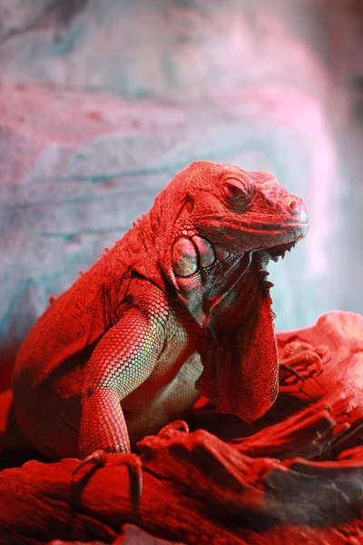 Red lizard — Stock Photo, Image