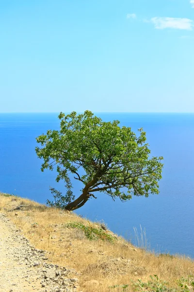 stock image Tree on the bank