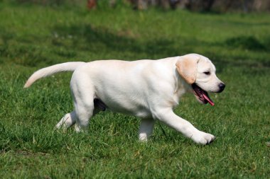 çimenlerin üzerinde çalışan labrador yavrusu