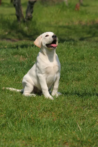 Bonito cachorro labrador sentado na grama — Fotografia de Stock