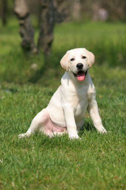 çimlerde oturan labrador yavrusu