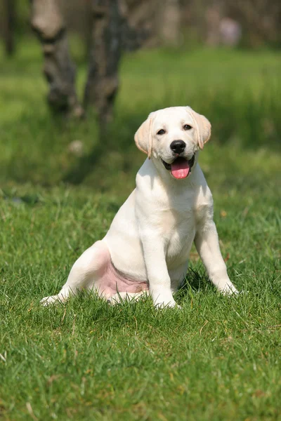 Labrador puppy sitting on the grass — Stock Photo, Image