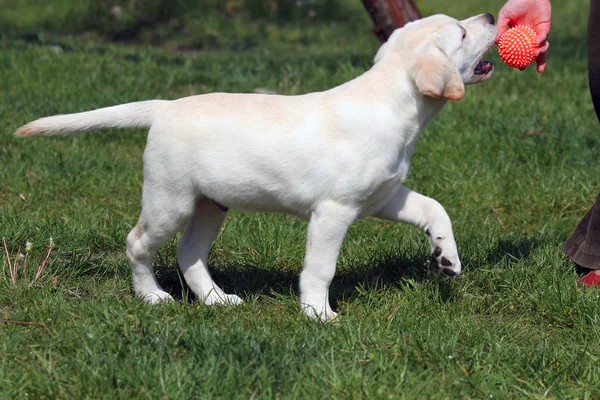 Labradorin pentu leikkii pallolla — kuvapankkivalokuva