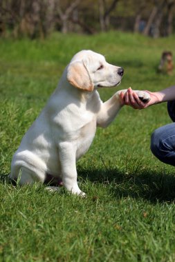 Labrador puppy giving paw to girl's hand clipart