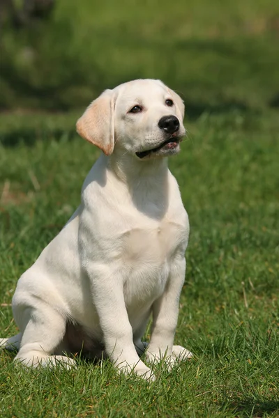 Labrador štěně sedící v trávě — Stock fotografie