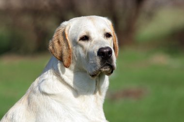 parkta sarı labrador