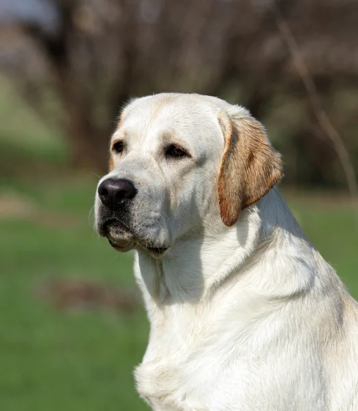 Een gele labrador in het park — Stockfoto